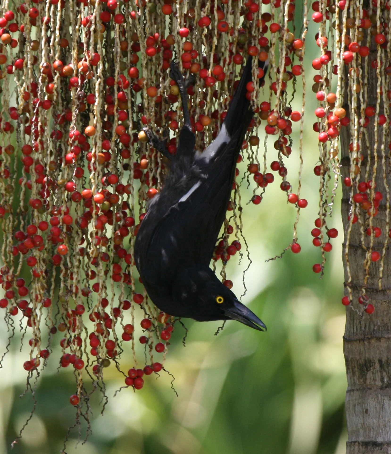 wildlife at Lake Weyba Cottage