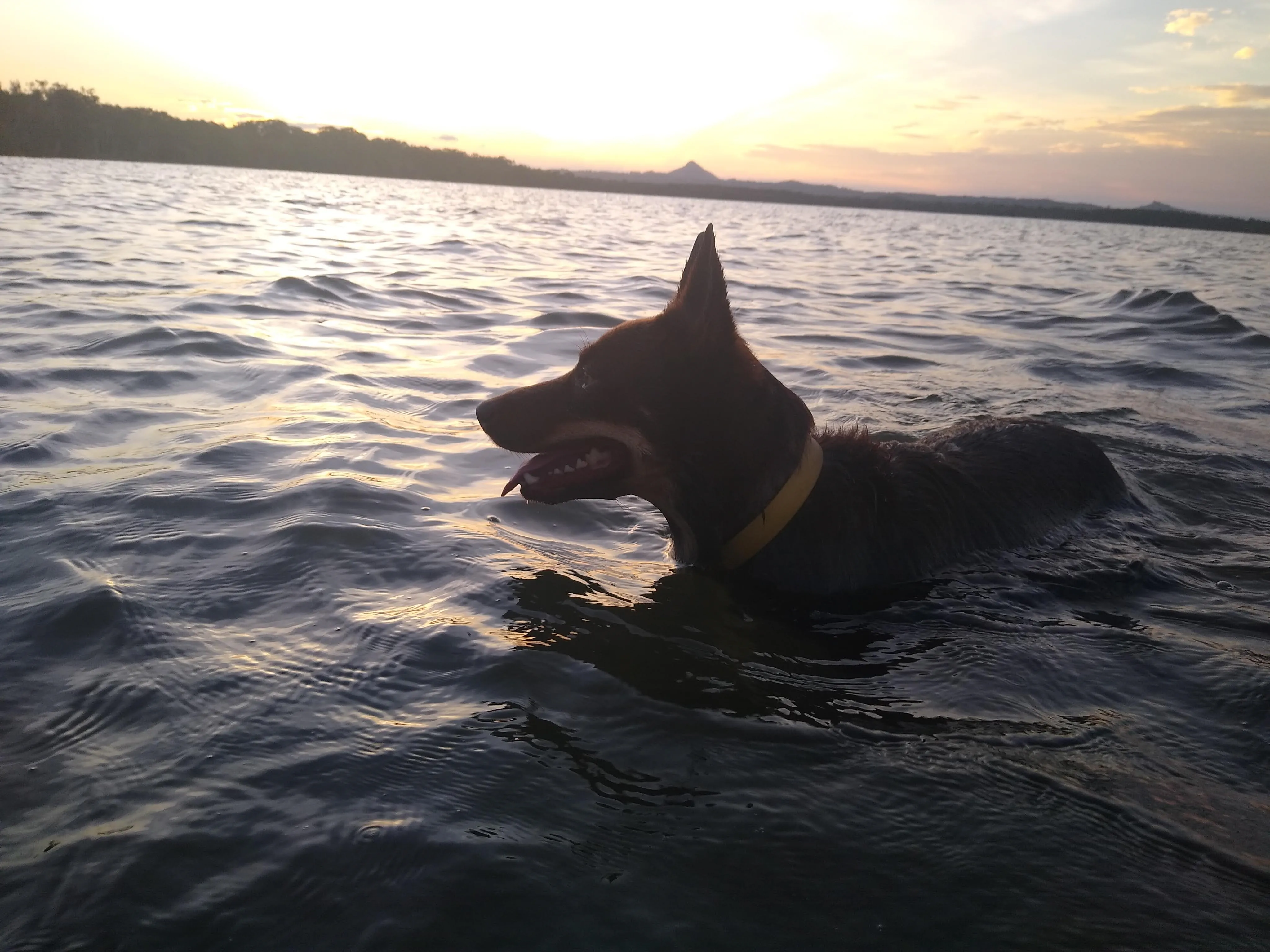 are dogs allowed in lake weyba?