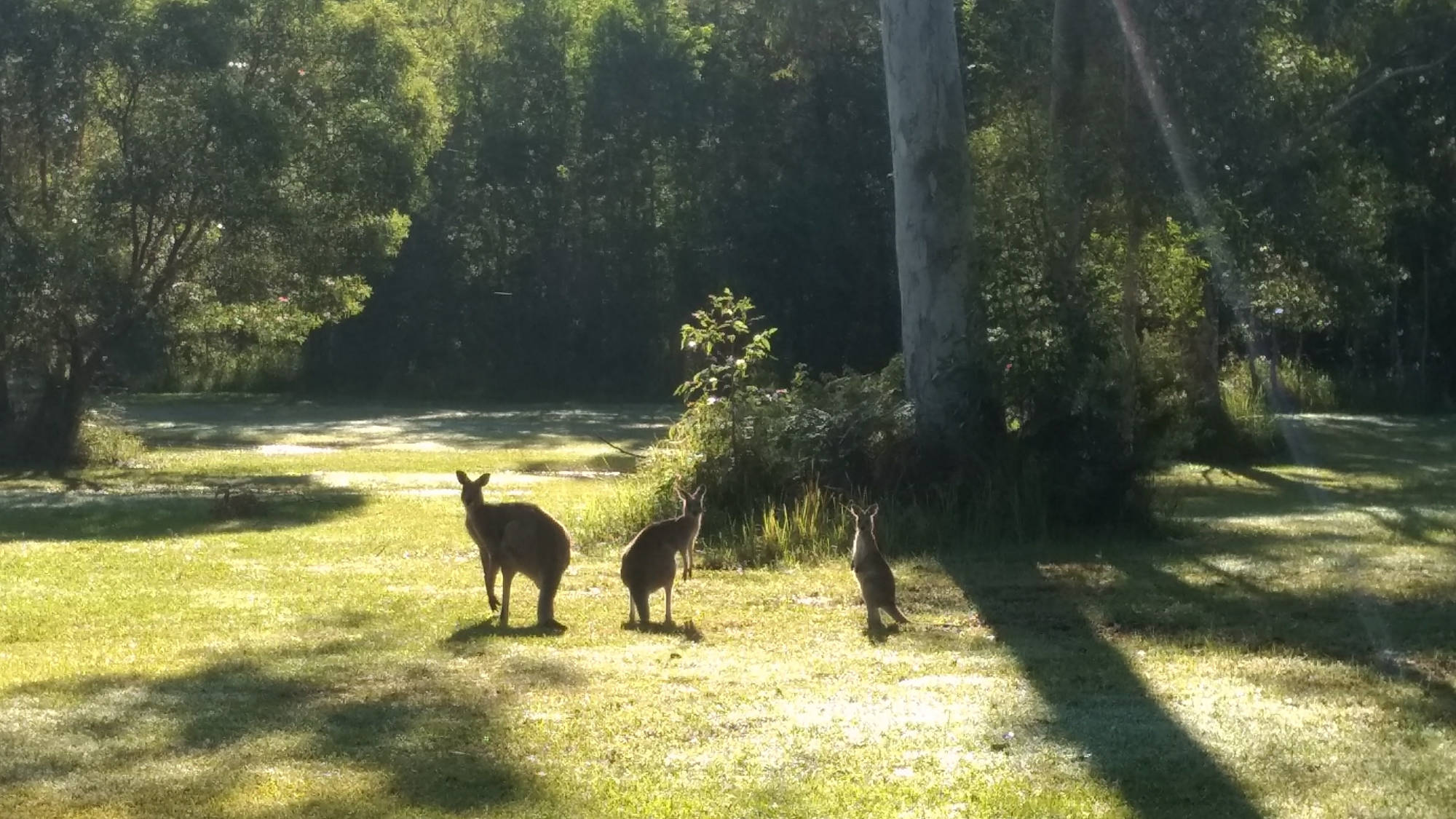 Lots of kangaroos at Lake Weyba Cottages