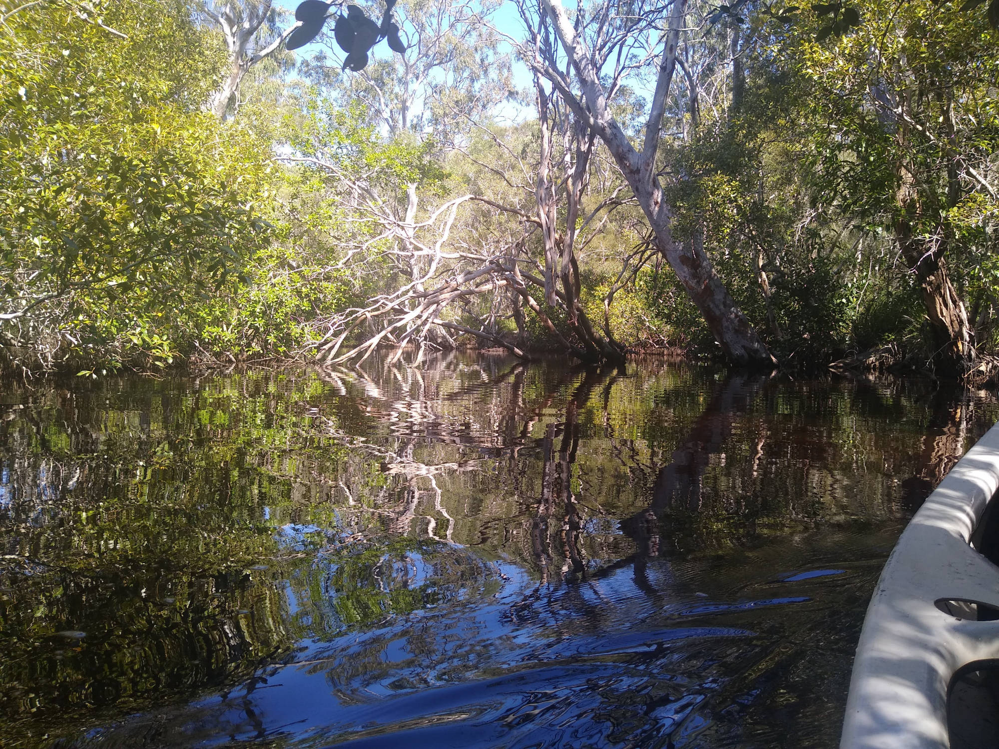 Canoe - Noosa Everglades