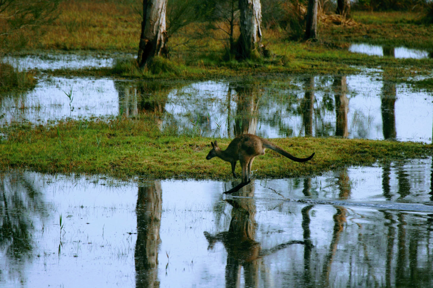 Noosa Everglades wildlife
