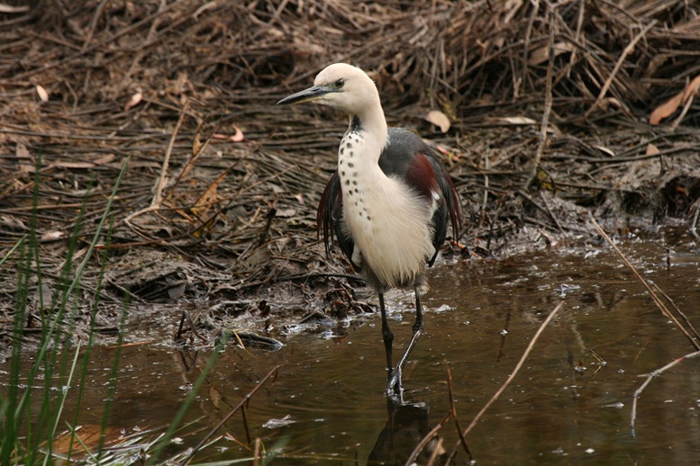 Wetland birding near Lake Weyba