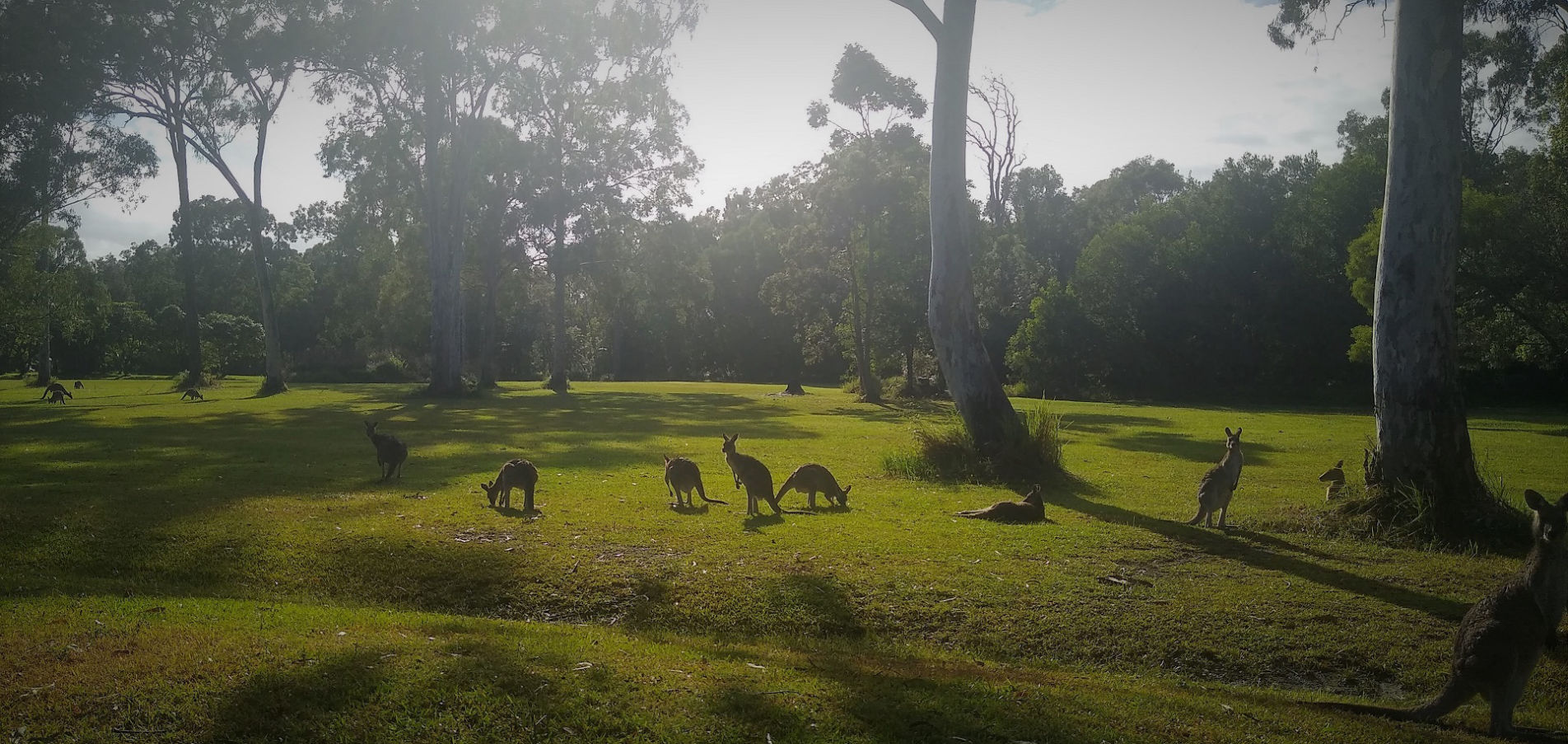 Lake Weyba Kangaroos