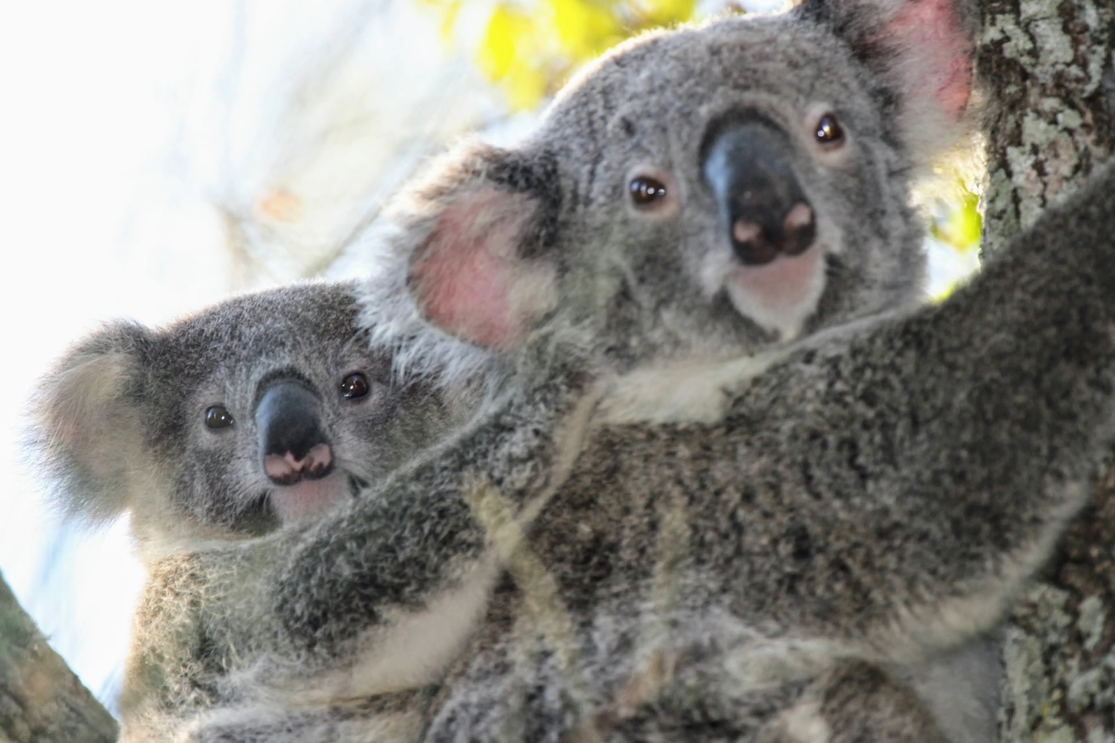 Lake Weyba Noosa Cottages Koala