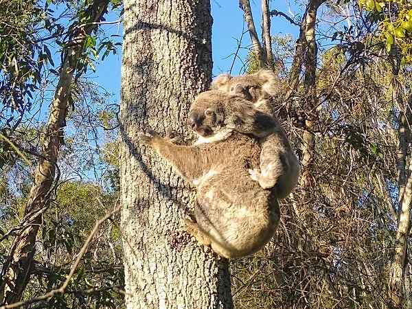 lake weyba noosa lodge -  koala
