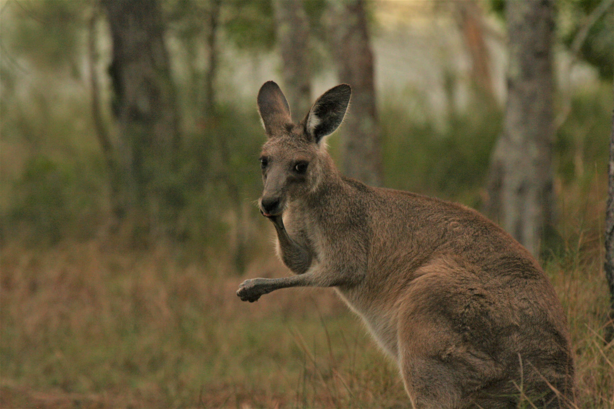 Lake Weby Noosa Lodge