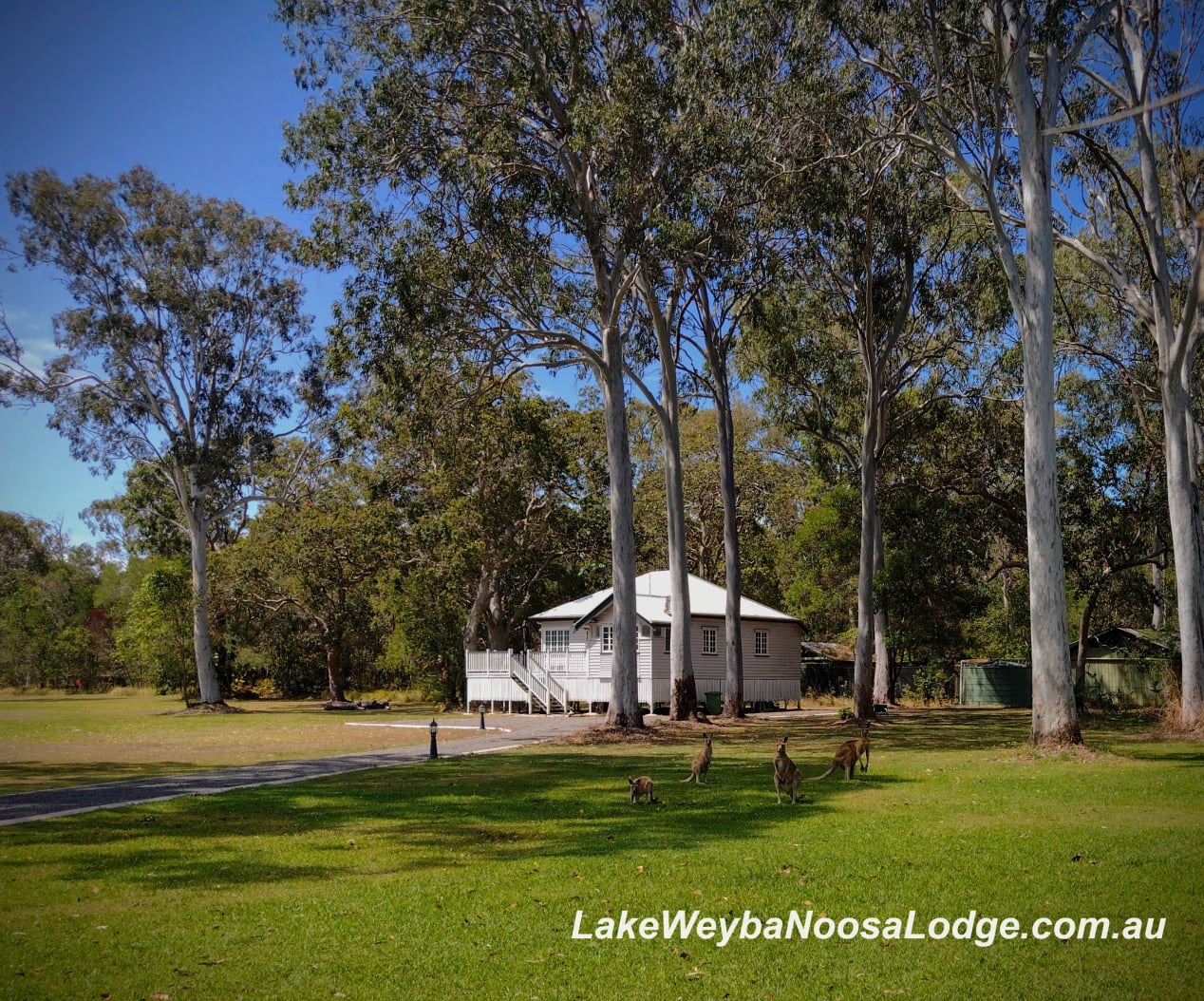 Relax and with the kangaroos