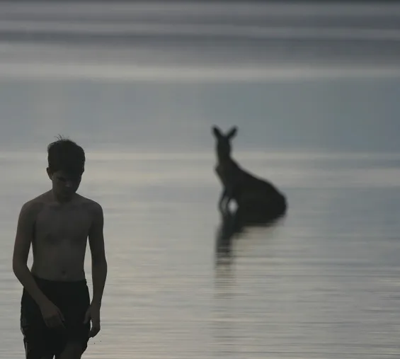 Kangaroos in Lake Weyba