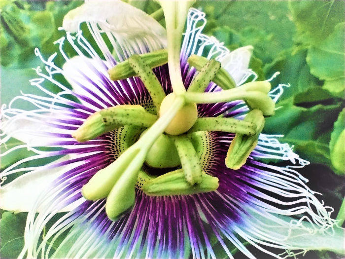 Flora & Fauna Noosa Everglades