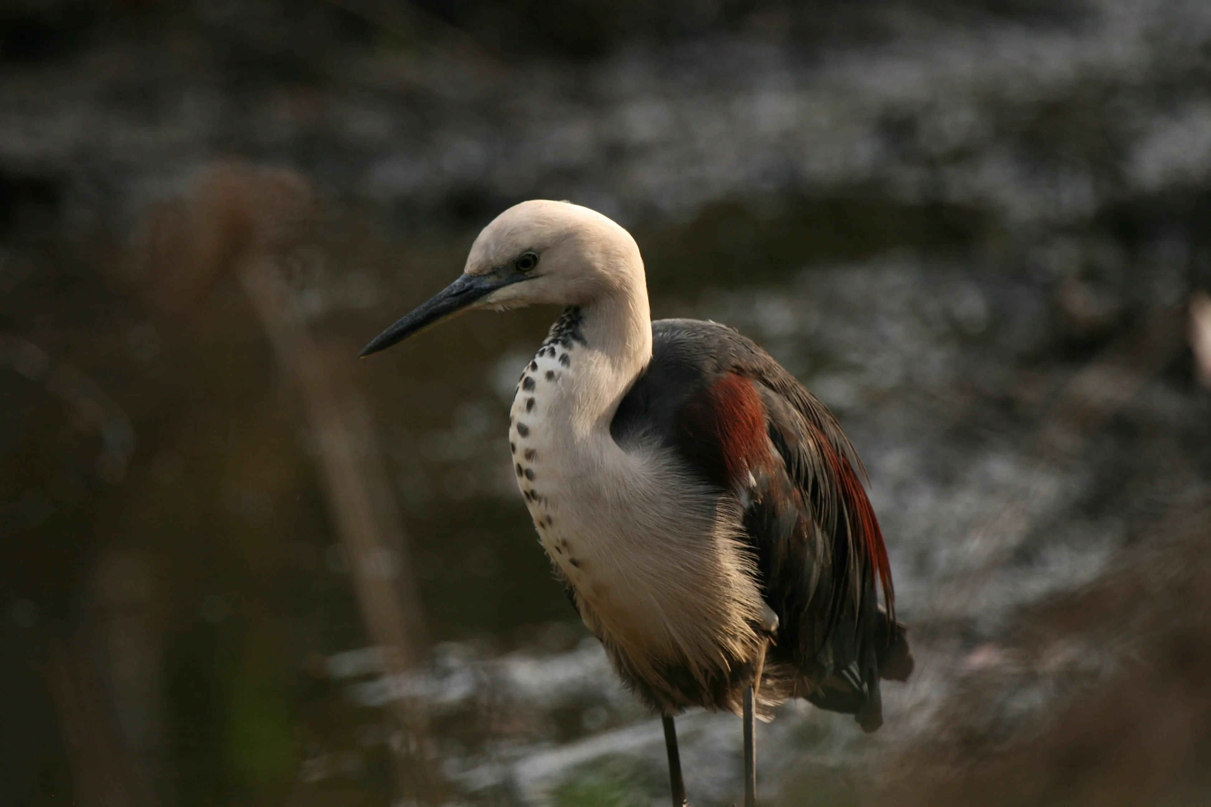 Lake Weyba Cottages Wildlife